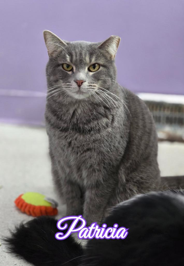 Enlarge Patricia, a Adoptable mixed breed in Port Clinton, OH image 5/6