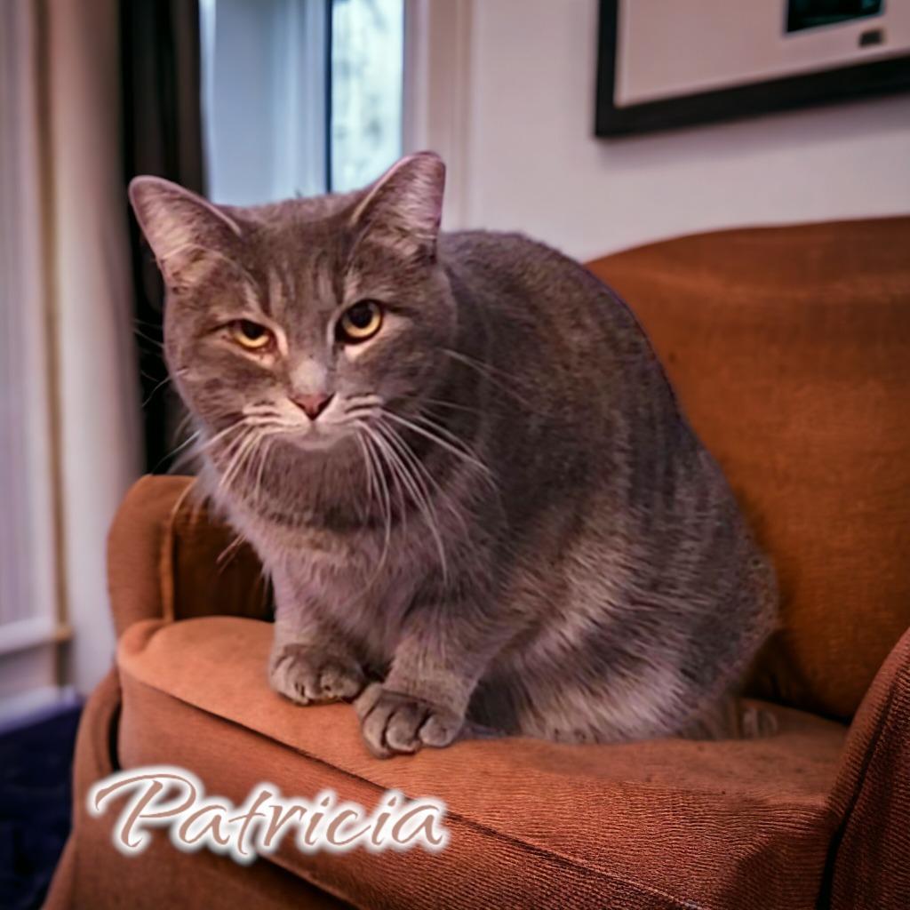 Enlarge Patricia, a Adoptable mixed breed in Port Clinton, OH image 6/6