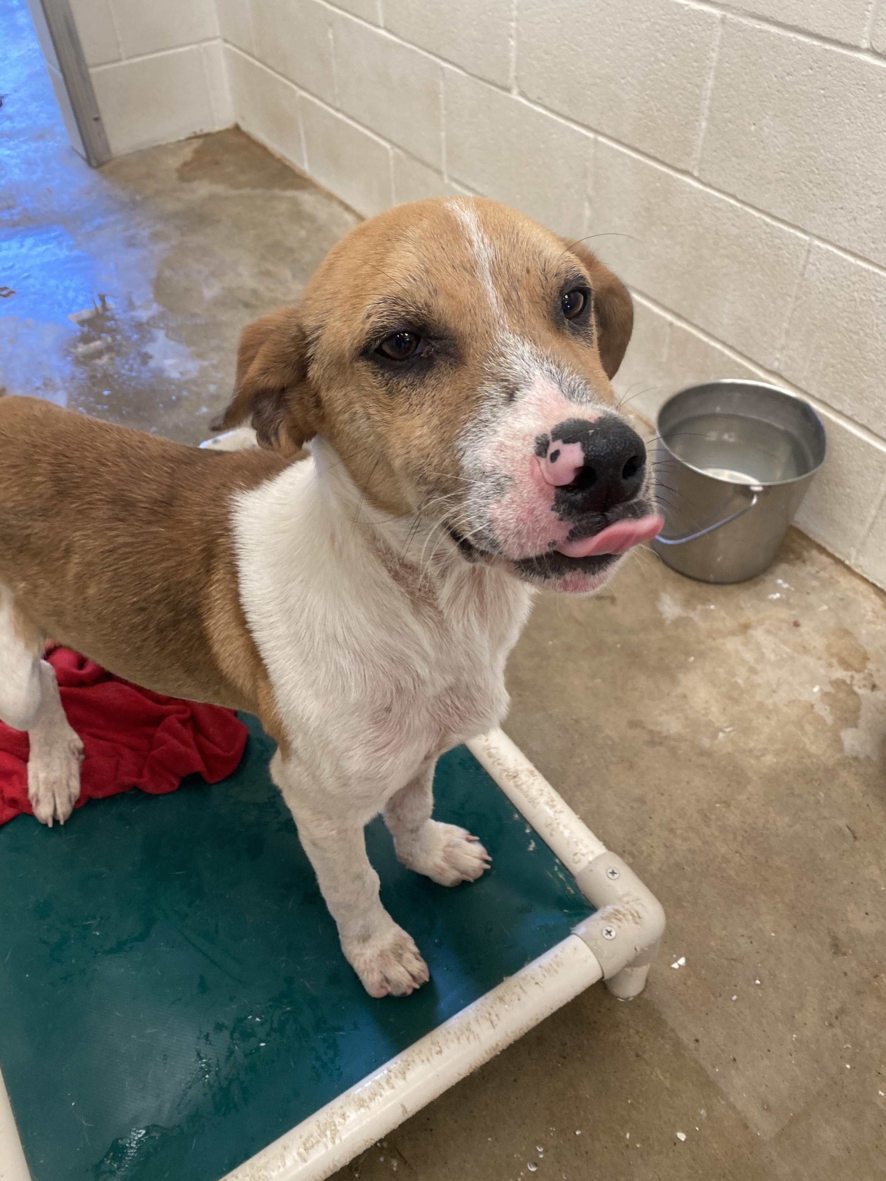 Enlarge Gus, a Adopted mixed breed in Cuero, TX image 1/6