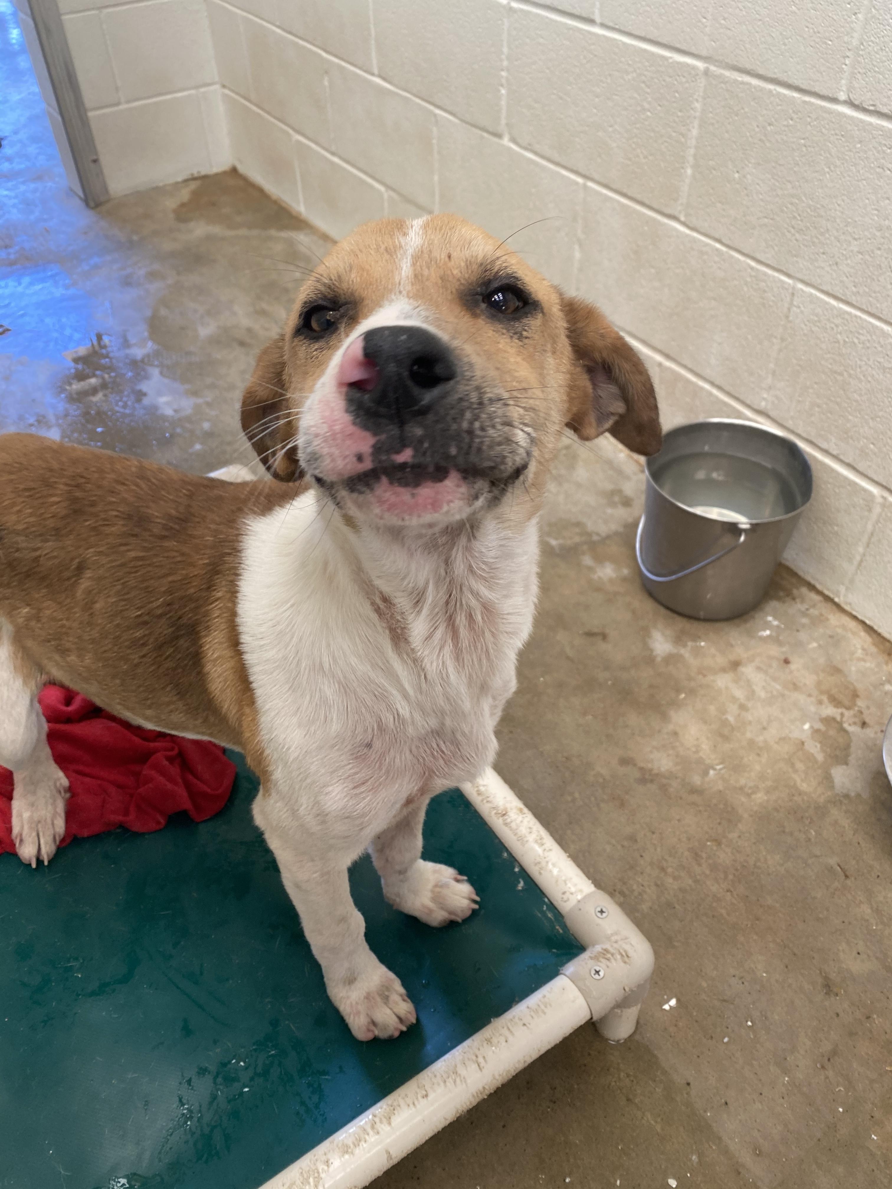 Enlarge Gus, a Adopted mixed breed in Cuero, TX image 3/6