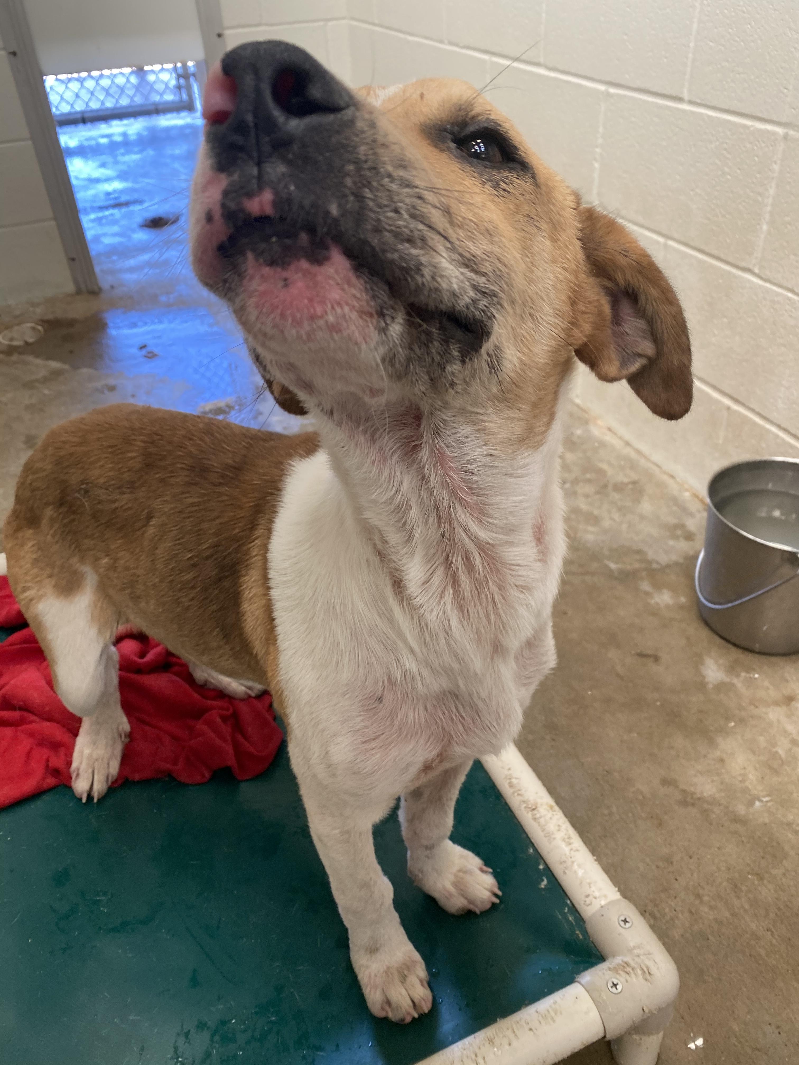 Enlarge Gus, a Adopted mixed breed in Cuero, TX image 4/6