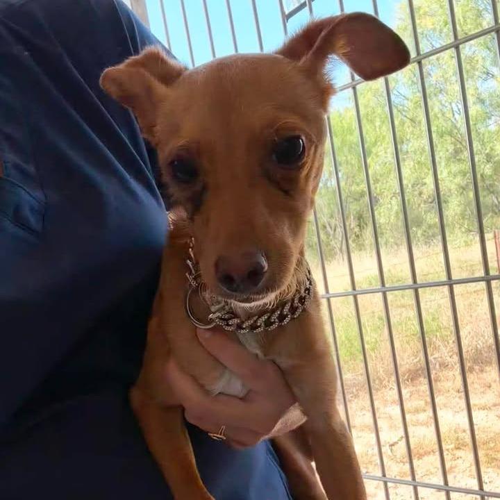 Enlarge Chico, a Adoptable mixed breed in Leander, TX image 1/6
