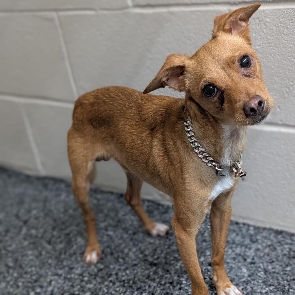 Enlarge Chico, a Adoptable mixed breed in Leander, TX image 2/6