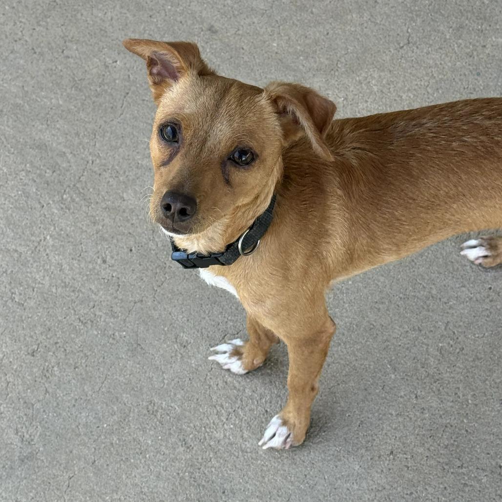 Enlarge Chico, a Adoptable mixed breed in Leander, TX image 3/6