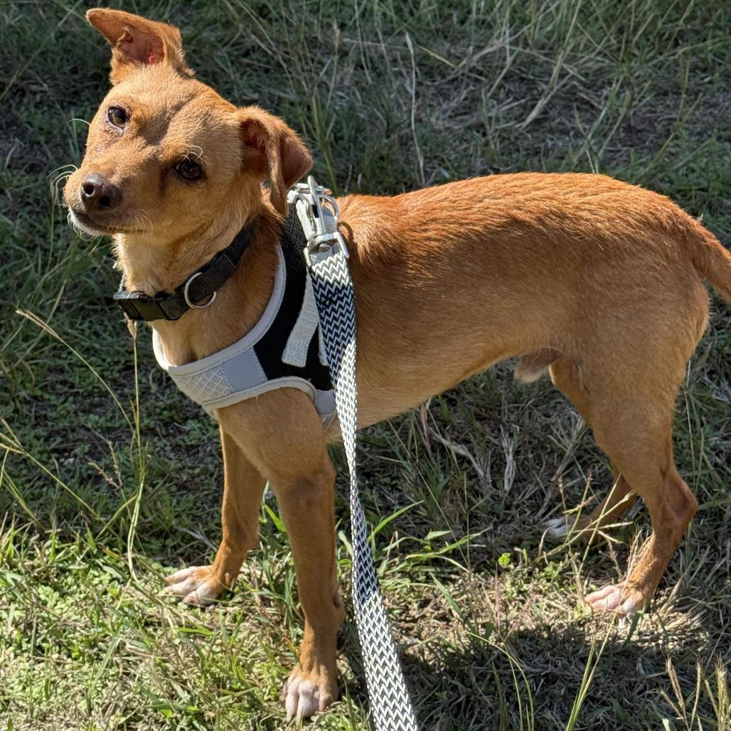 Enlarge Chico, a Adoptable mixed breed in Leander, TX image 4/6