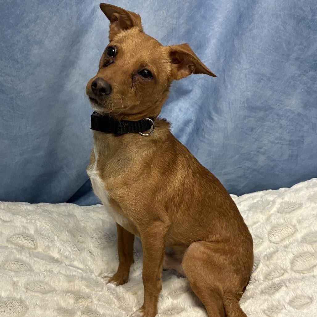 Enlarge Chico, a Adoptable mixed breed in Leander, TX image 5/6