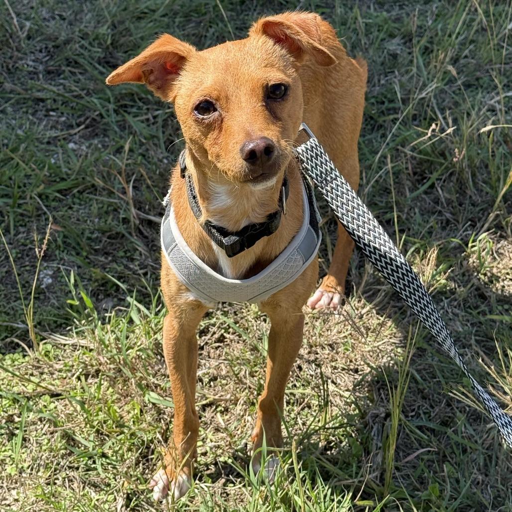 Enlarge Chico, a Adoptable mixed breed in Leander, TX image 6/6