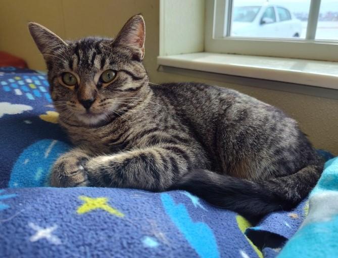 Ivy, Adoptable, Adult Female Domestic Short Hair.