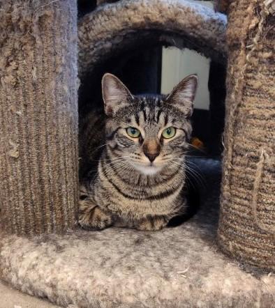 Ivy, Adoptable, Adult Female Domestic Short Hair.