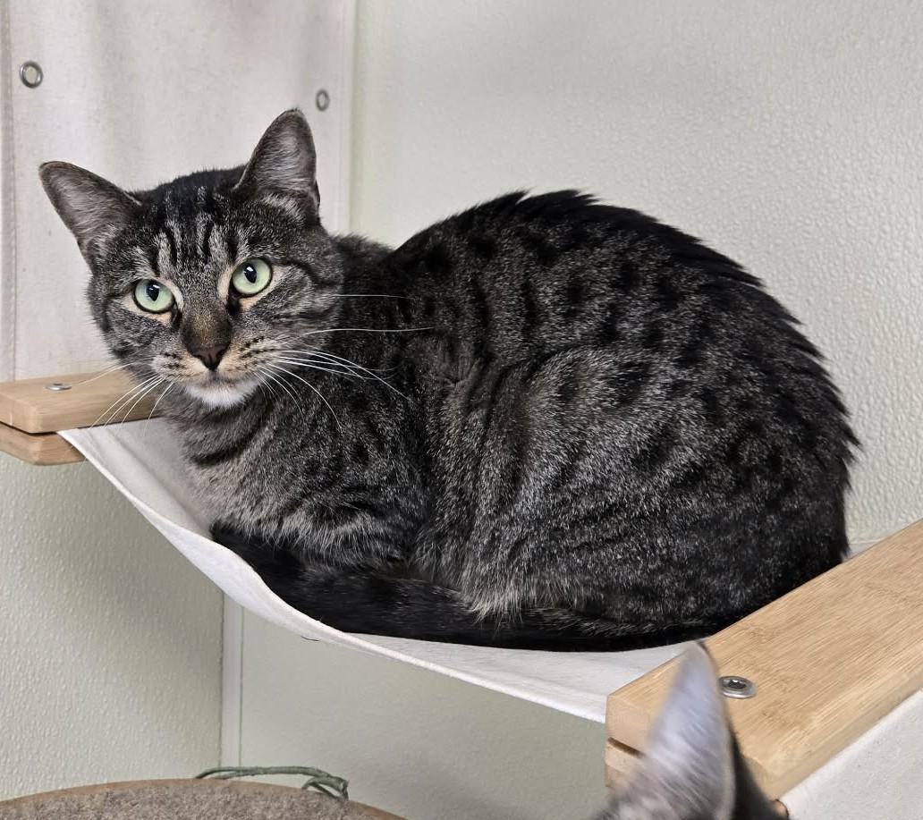 Enlarge Ivy, a Adoptable mixed breed in Larned, KS image 3/3