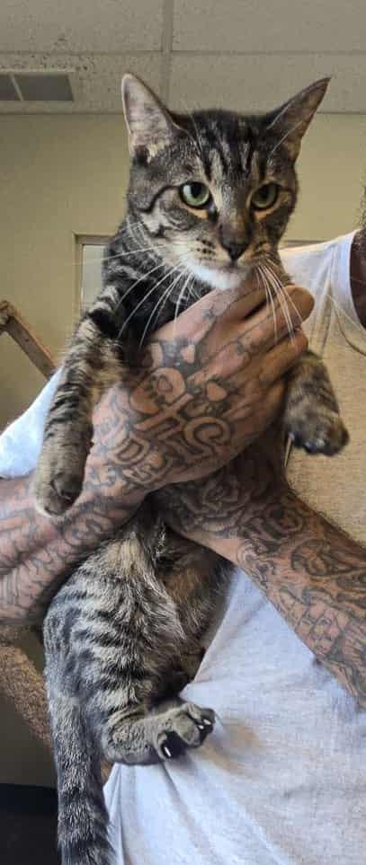 Ivy, a Adoptable mixed breed in Larned, KS image 3/6