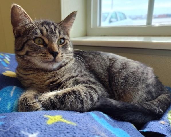 Ivy, a Adoptable mixed breed in Larned, KS image 4/6