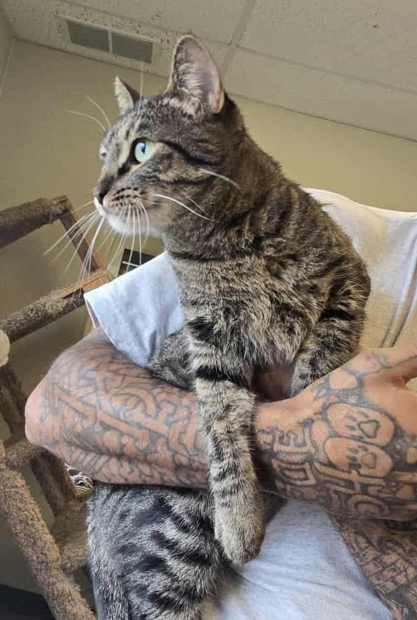 Ivy, a Adoptable mixed breed in Larned, KS image 5/6