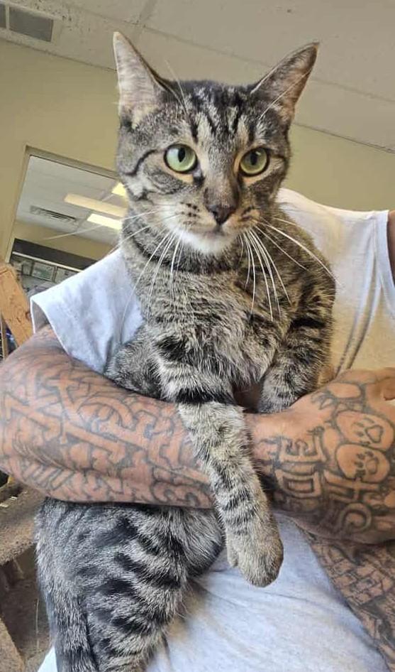 Ivy, a Adoptable mixed breed in Larned, KS image 6/6