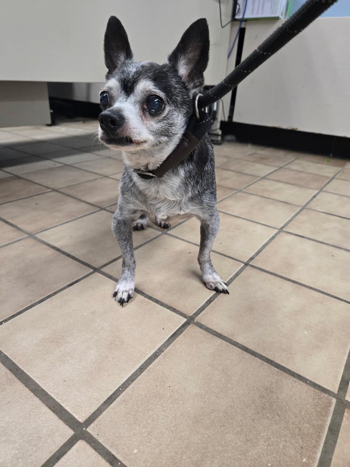 Enlarge Atticus, a ADOPTABLE Chihuahua in Edison, NJ image 1/1