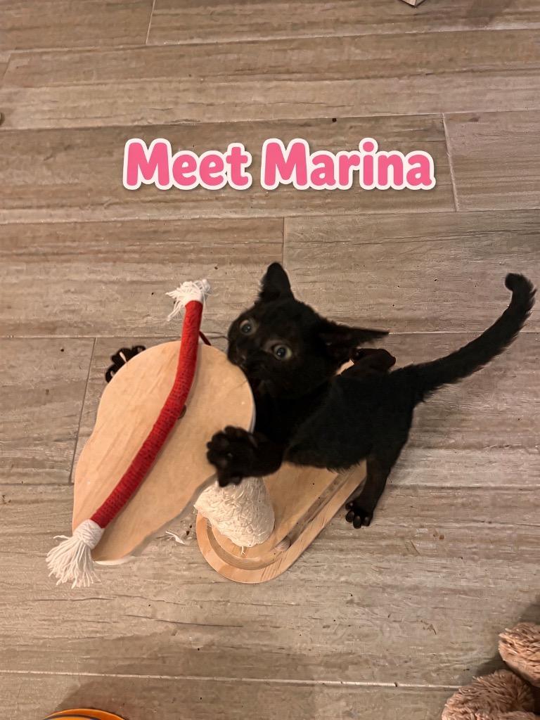 Marina, Adoptable, Kitten Female Domestic Short Hair.