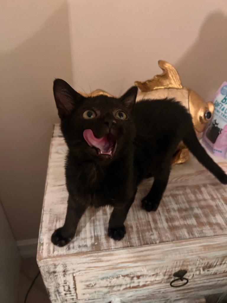 Enlarge Marina, a Adoptable Domestic Short Hair in Fort Myers, FL image 2/4