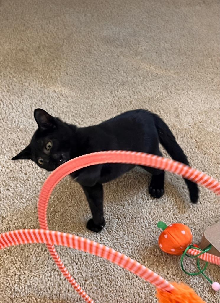 Enlarge Marina, a Adoptable Domestic Short Hair in Fort Myers, FL image 3/4