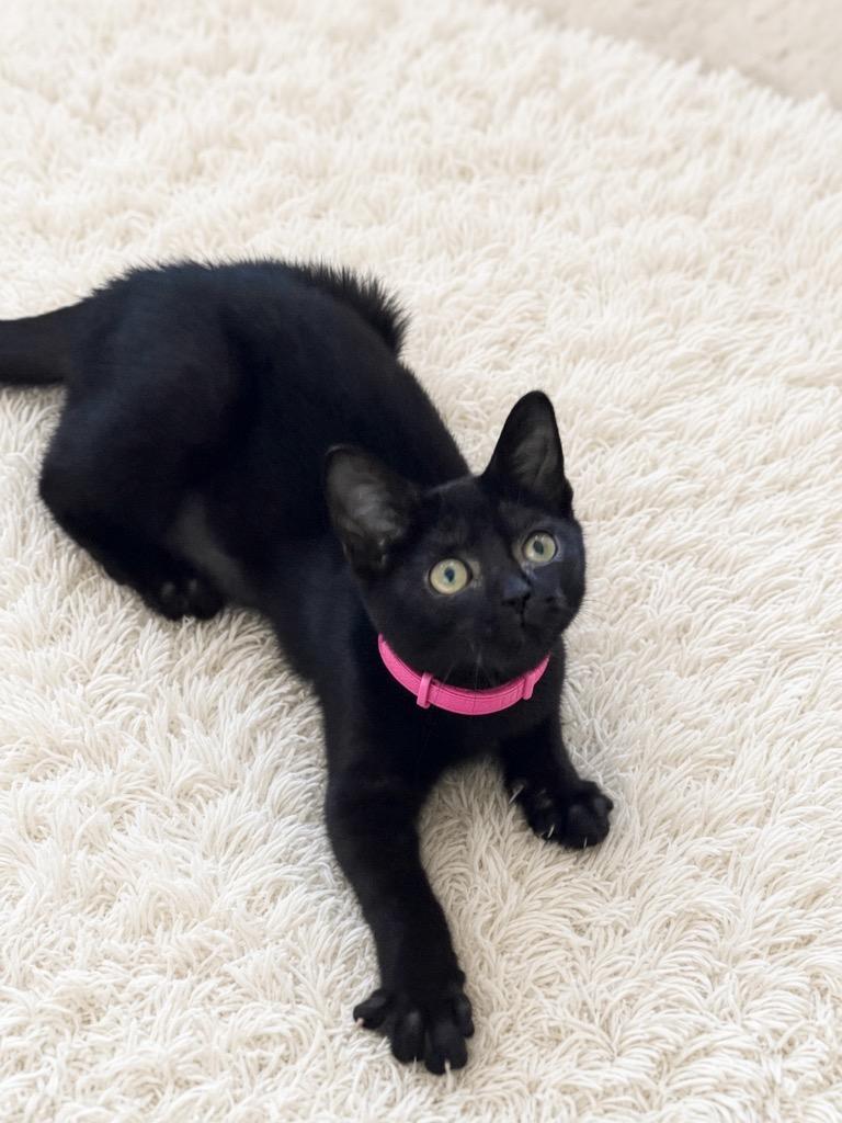 Enlarge Marina, a Adoptable Domestic Short Hair in Fort Myers, FL image 4/4