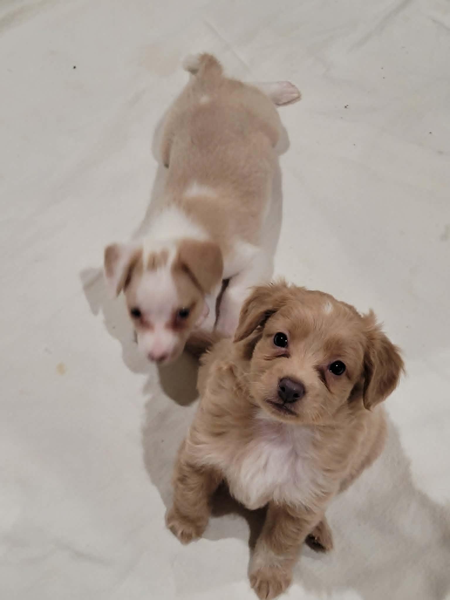 Enlarge Teddy, a ADOPTABLE mixed breed in New River, AZ image 6/6