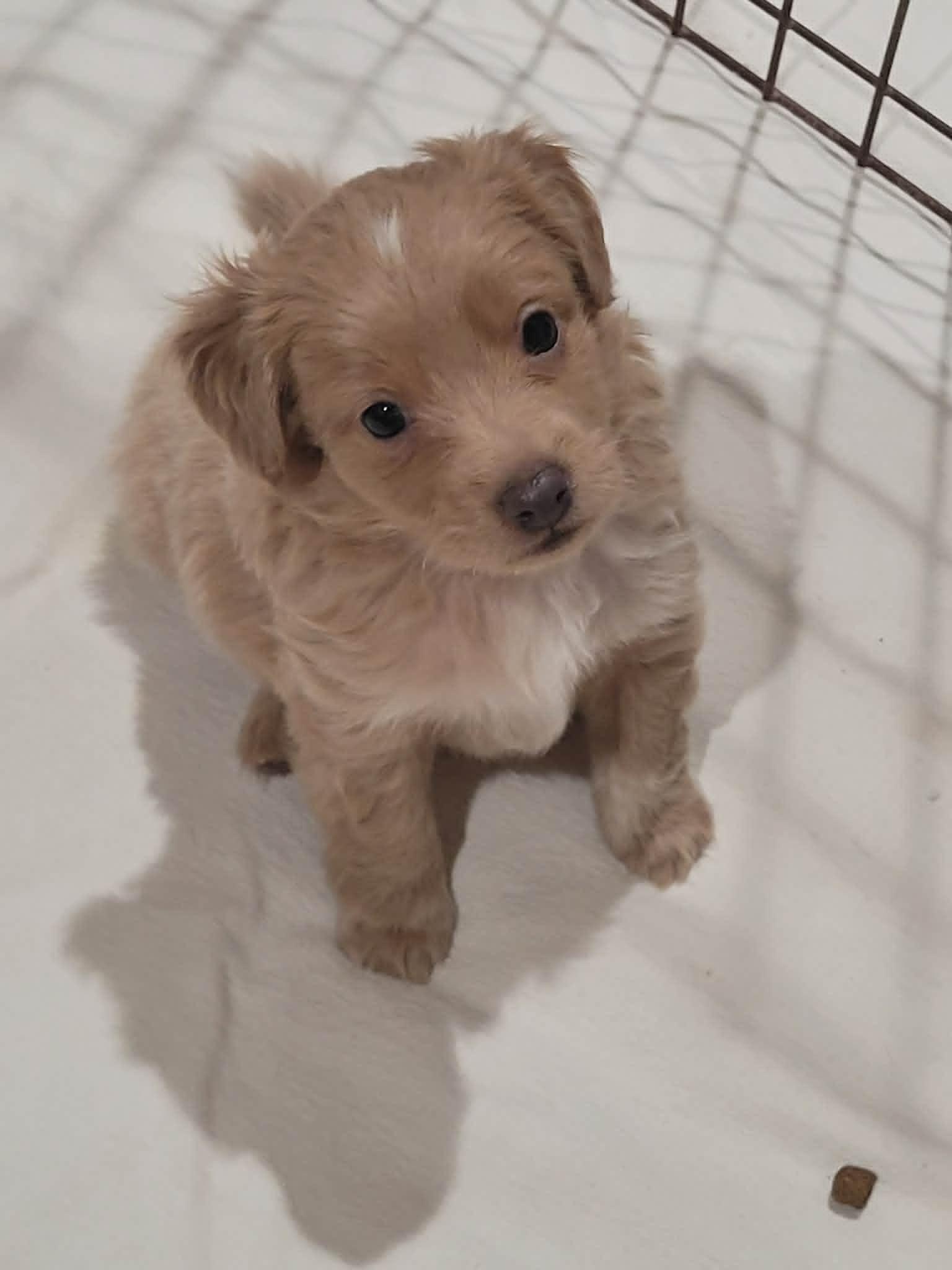 Enlarge Teddy, a ADOPTABLE mixed breed in New River, AZ image 2/6