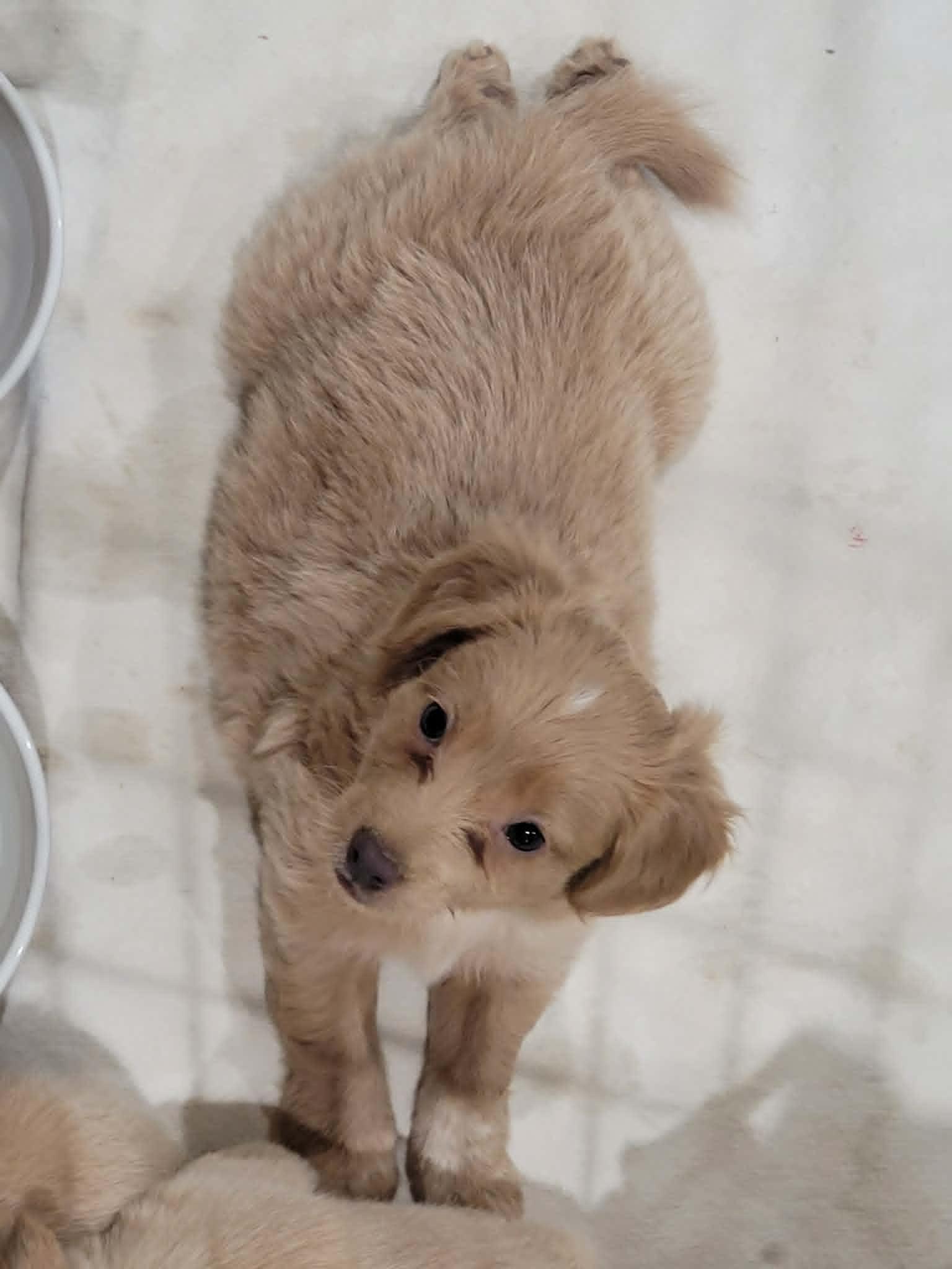 Enlarge Teddy, a ADOPTABLE mixed breed in New River, AZ image 3/6