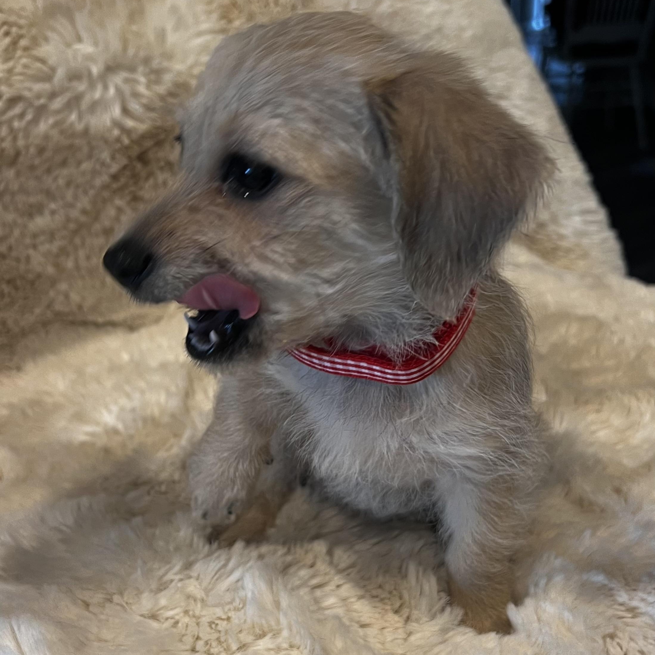 Rapunzel, an adopted mixed breed in Waukesha , WI image 5/5