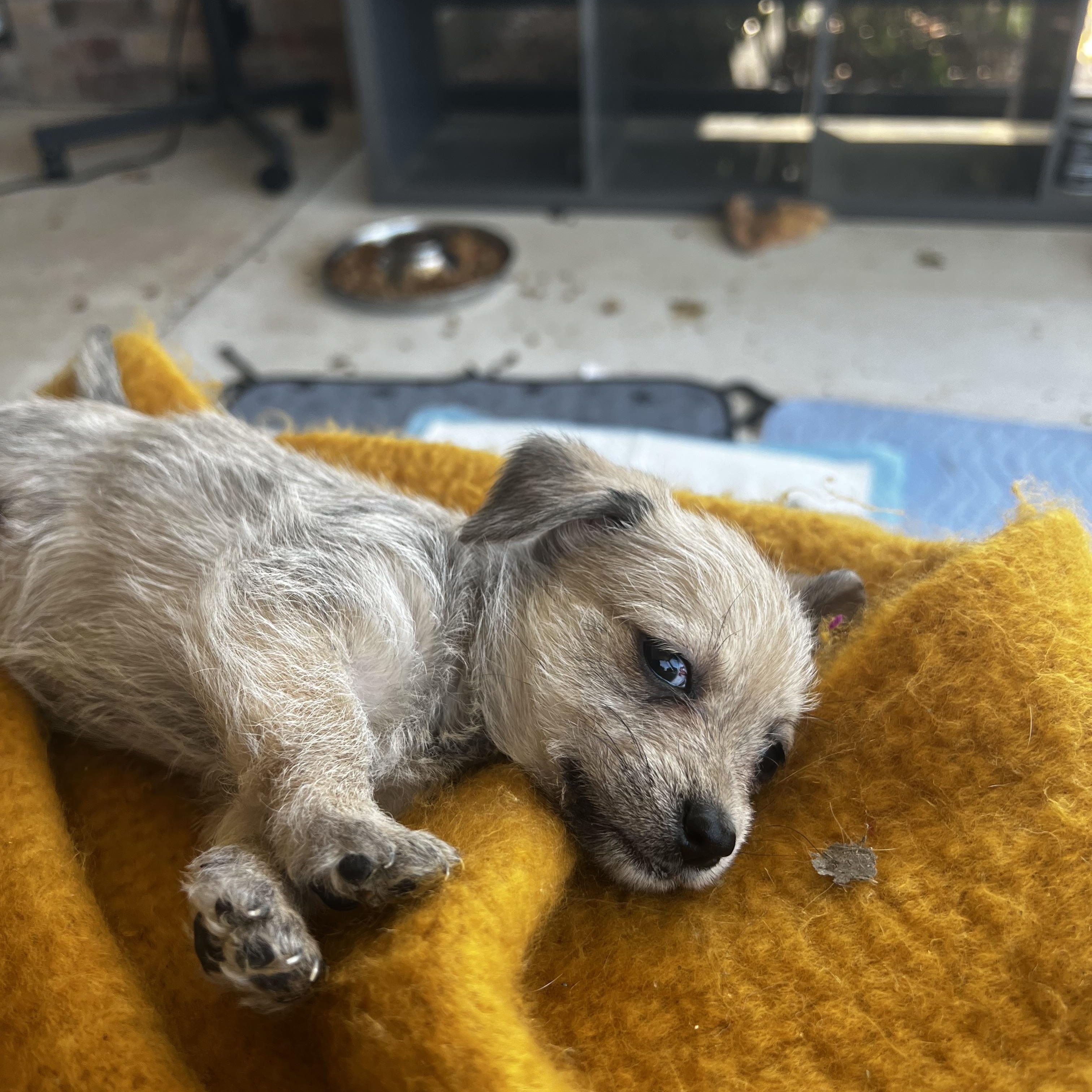 Rapunzel, an adopted mixed breed in Waukesha , WI image 3/5