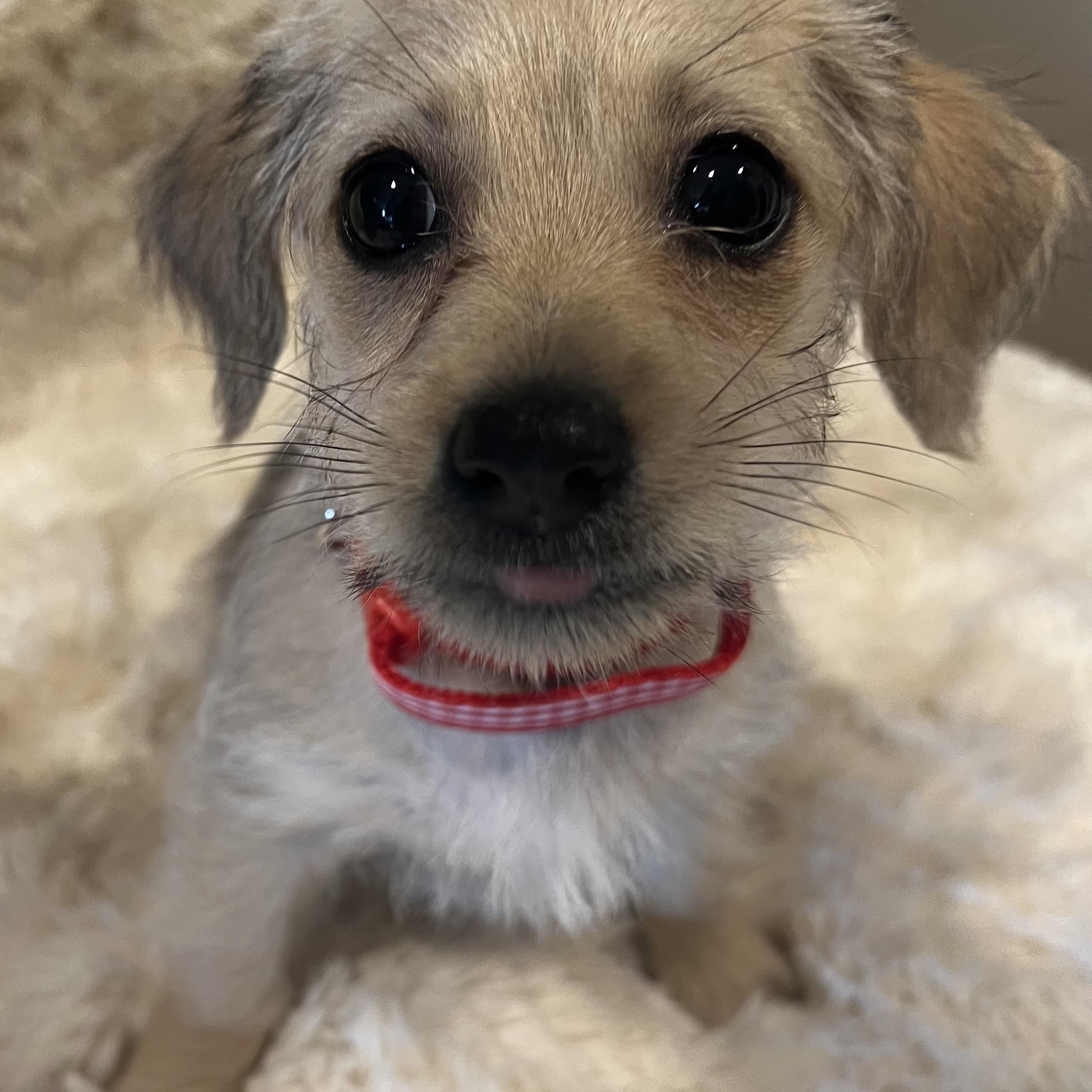 Rapunzel, an adopted mixed breed in Waukesha , WI image 4/5