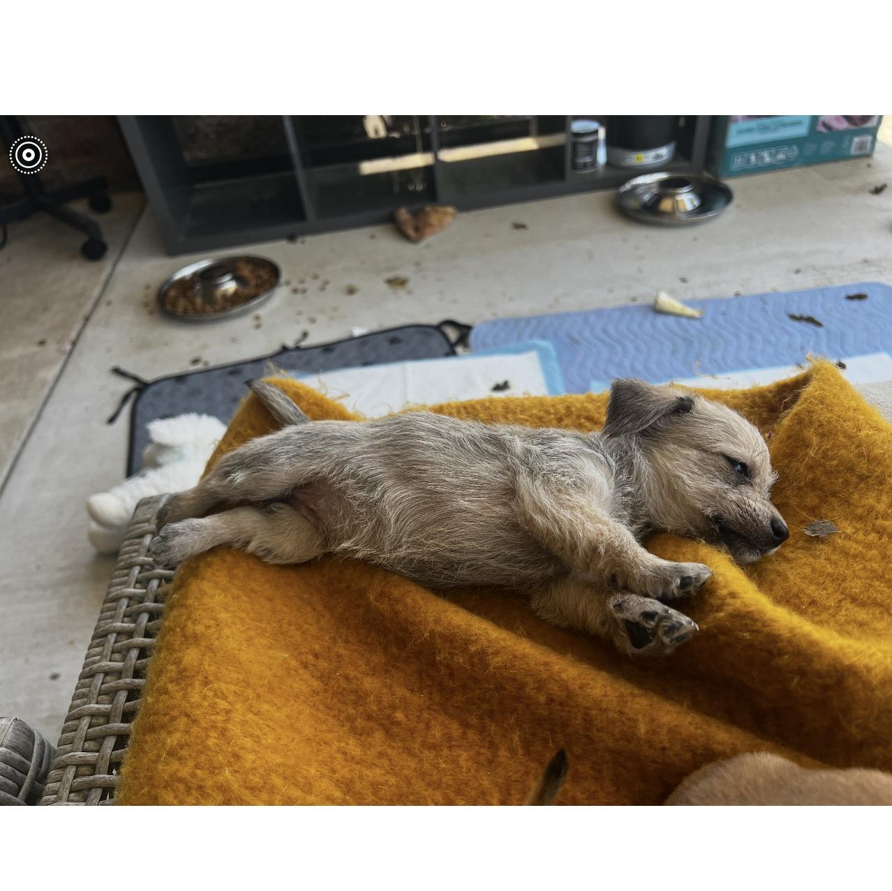 Rapunzel, an adopted mixed breed in Waukesha , WI image 2/5
