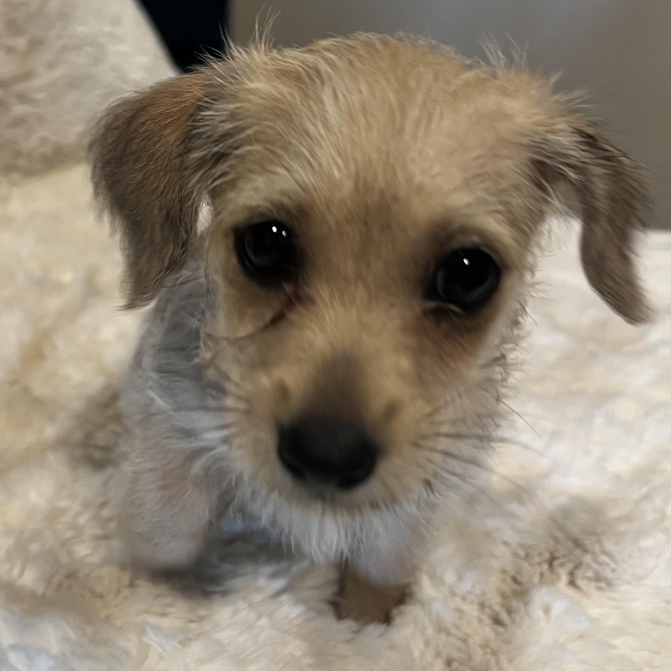 Rapunzel, adopted, Puppy Female Chihuahua & Terrier.
