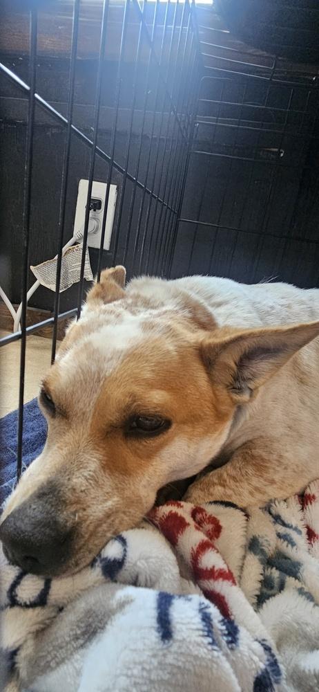 Chanel, Adoptable, Adult Female Corgi & Australian Cattle Dog / Blue Heeler.