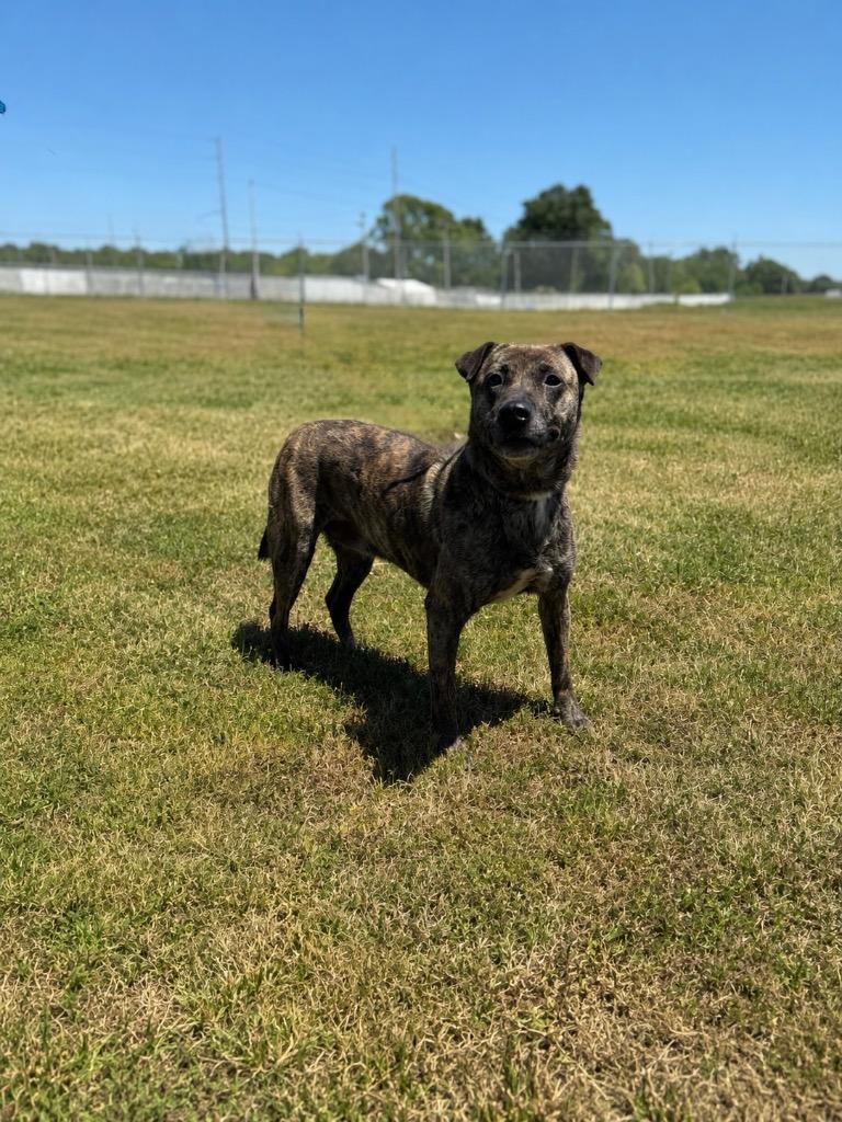 Enlarge Layla, a Adoptable mixed breed in Hopkinsville, KY image 1/6