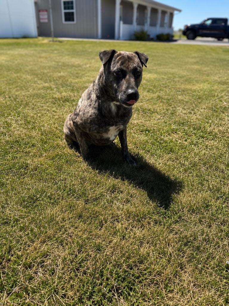 Enlarge Layla, a Adoptable mixed breed in Hopkinsville, KY image 2/6