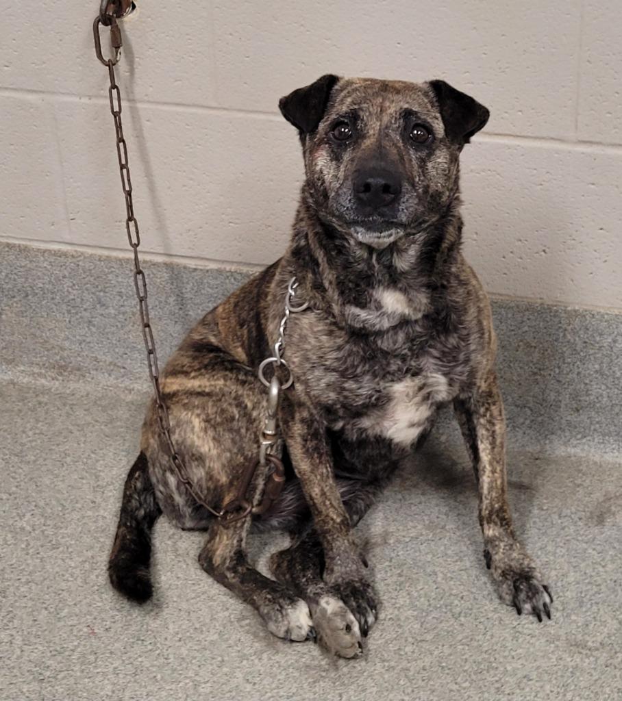 Enlarge Layla, a Adoptable mixed breed in Hopkinsville, KY image 3/6