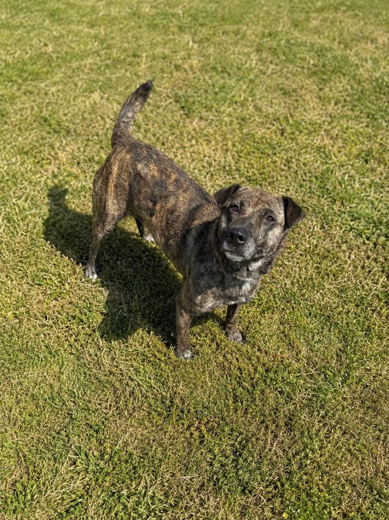Enlarge Layla, a Adoptable mixed breed in Hopkinsville, KY image 4/6