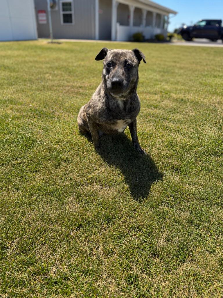 Enlarge Layla, a Adoptable mixed breed in Hopkinsville, KY image 5/6