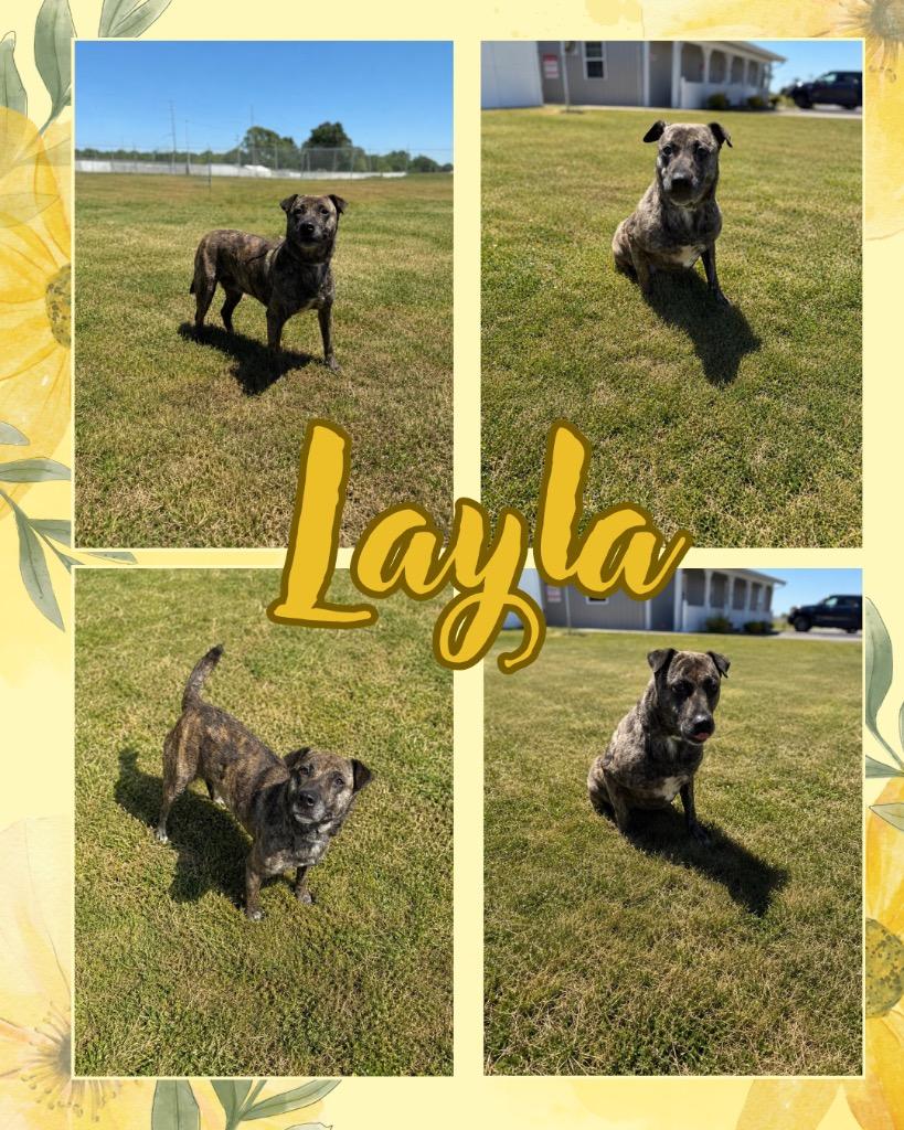 Enlarge Layla, a Adoptable mixed breed in Hopkinsville, KY image 6/6