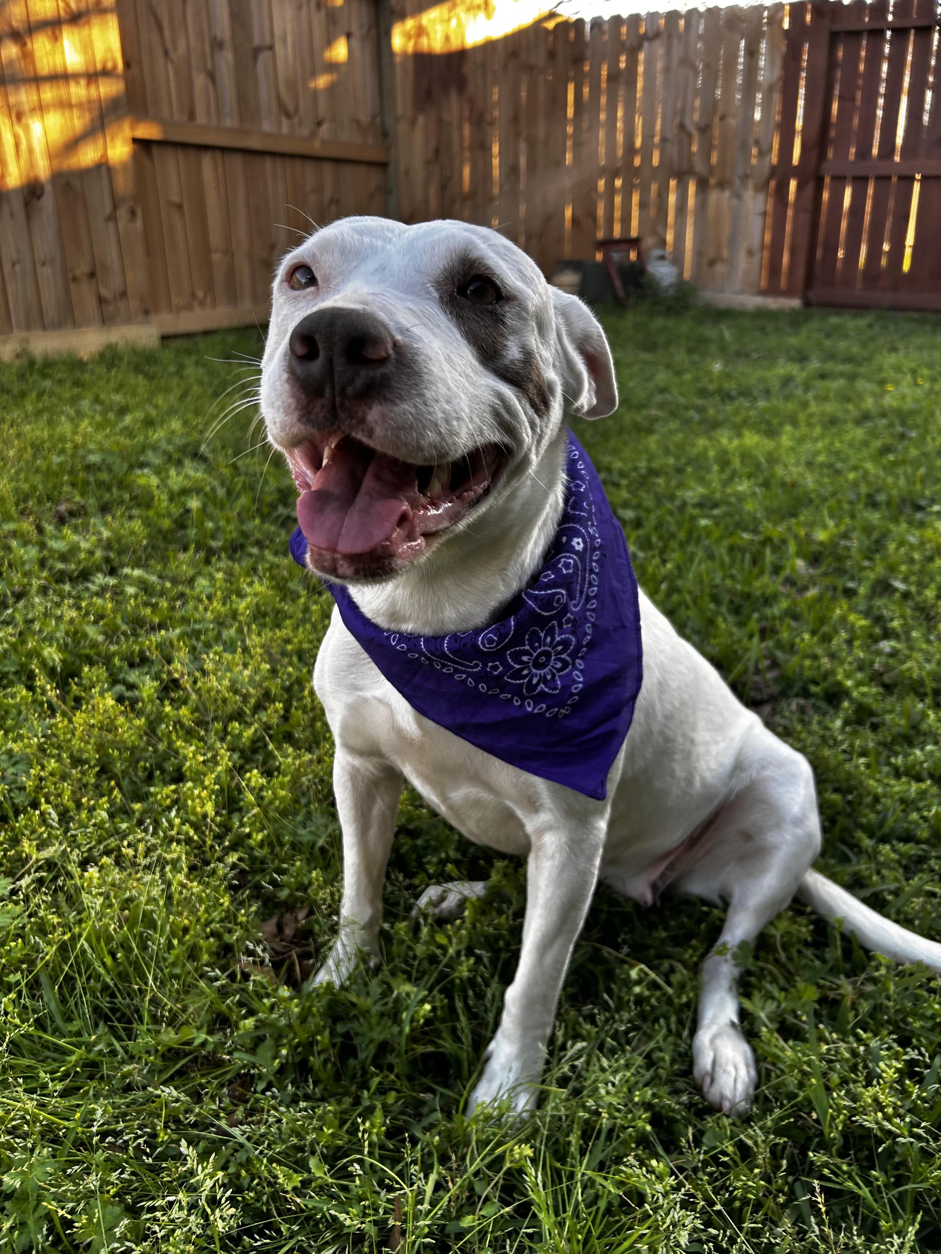 Amorette, Adoptable, Young Female Pit Bull Terrier.