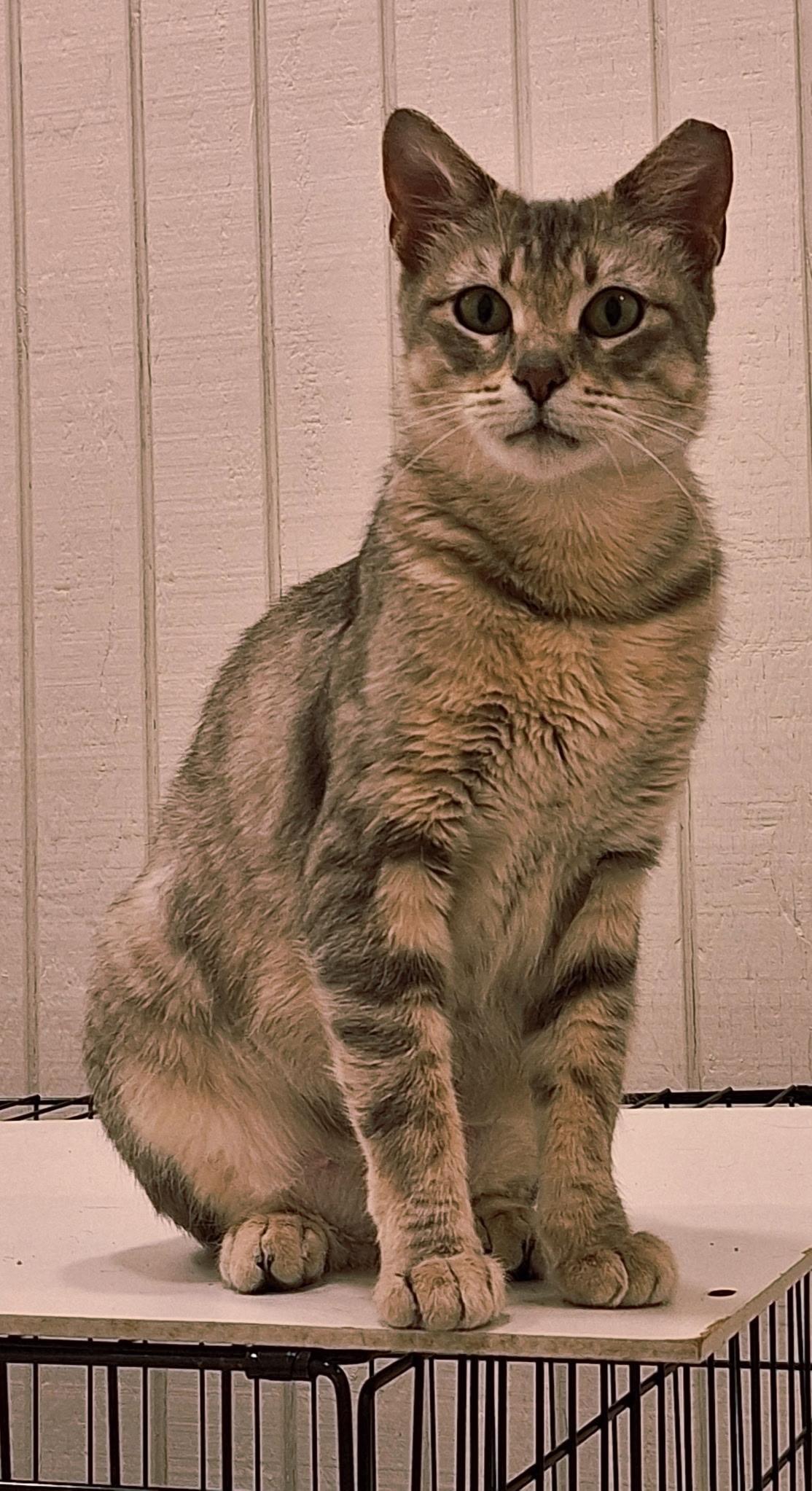 Trust, adopted, Young Female Domestic Short Hair.