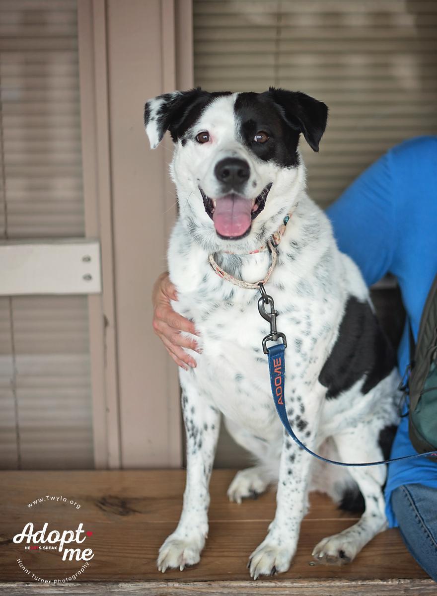 Rachel, a Adoptable mixed breed in Kingwood, TX image 3/6