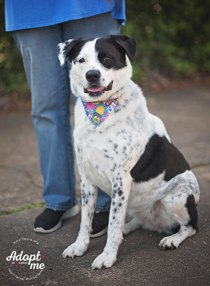 Rachel, a Adoptable mixed breed in Kingwood, TX image 4/6