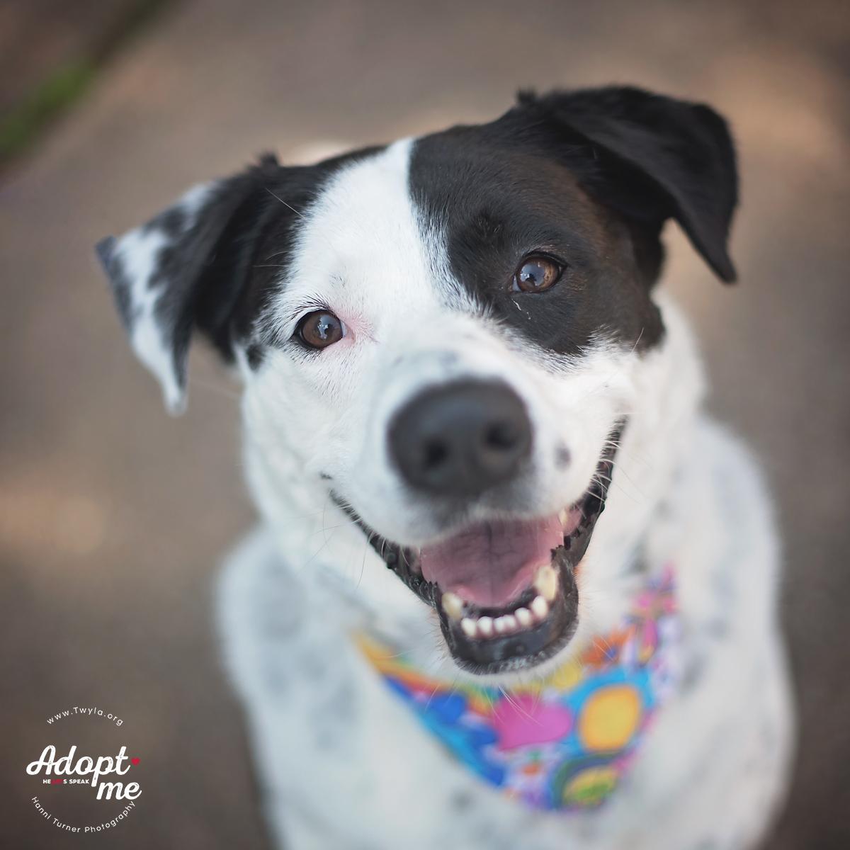 Rachel, a Adoptable mixed breed in Kingwood, TX image 1/6