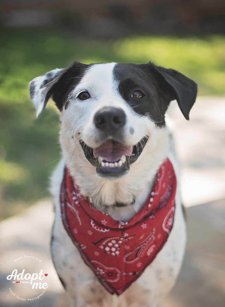 Rachel, a Adoptable mixed breed in Kingwood, TX image 5/6