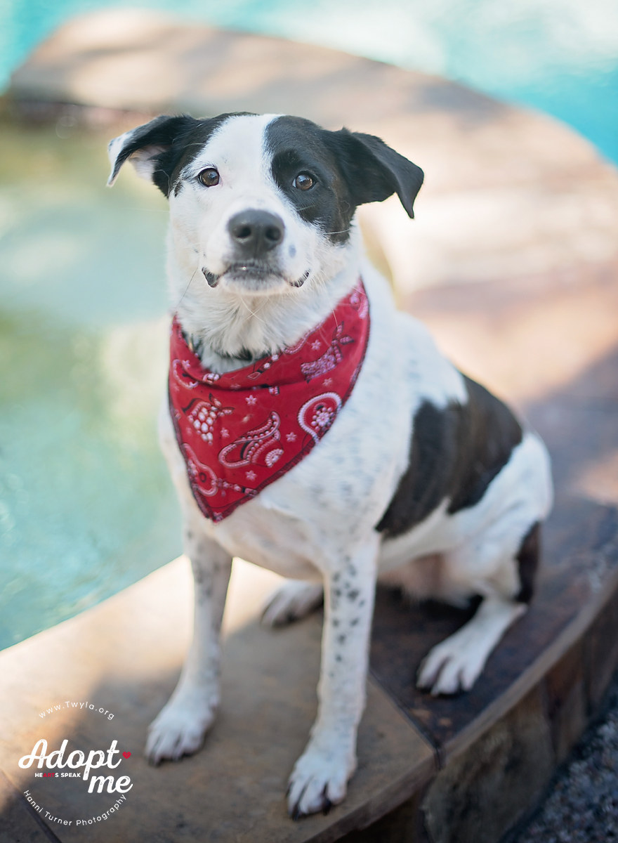 Rachel, a Adoptable mixed breed in Kingwood, TX image 6/6