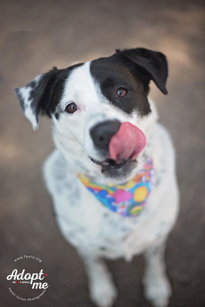 Rachel, a Adoptable mixed breed in Kingwood, TX image 2/6