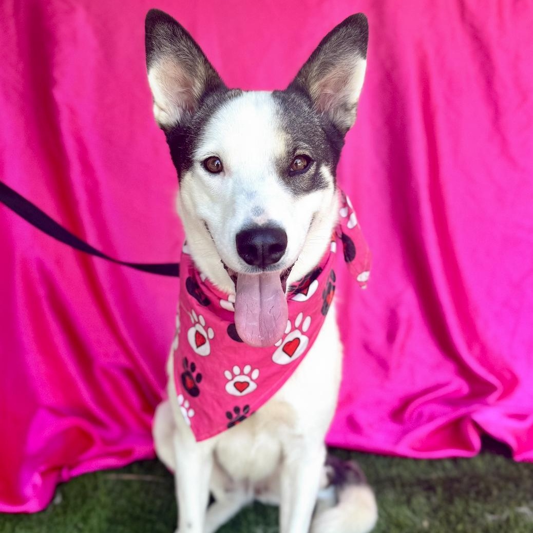 ALLY, a Adoptable mixed breed in Rowland Heights, CA image 3/6