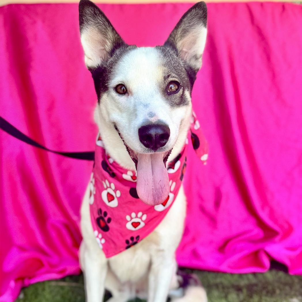 ALLY, a Adoptable mixed breed in Rowland Heights, CA image 5/6