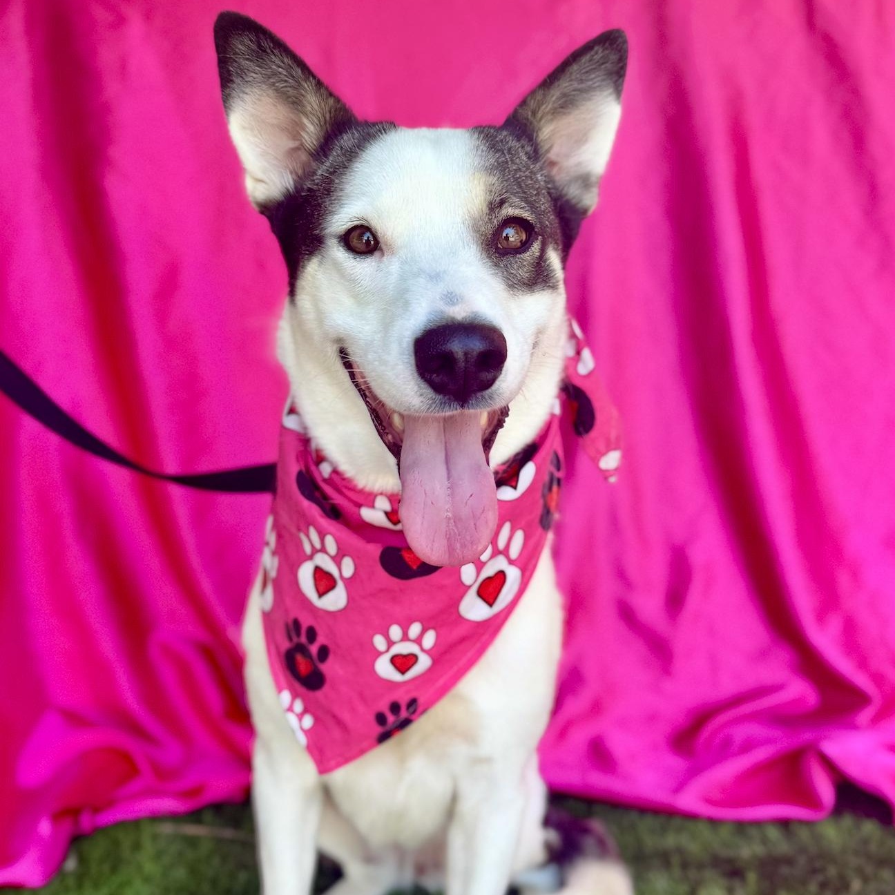 ALLY, a Adoptable mixed breed in Rowland Heights, CA image 6/6