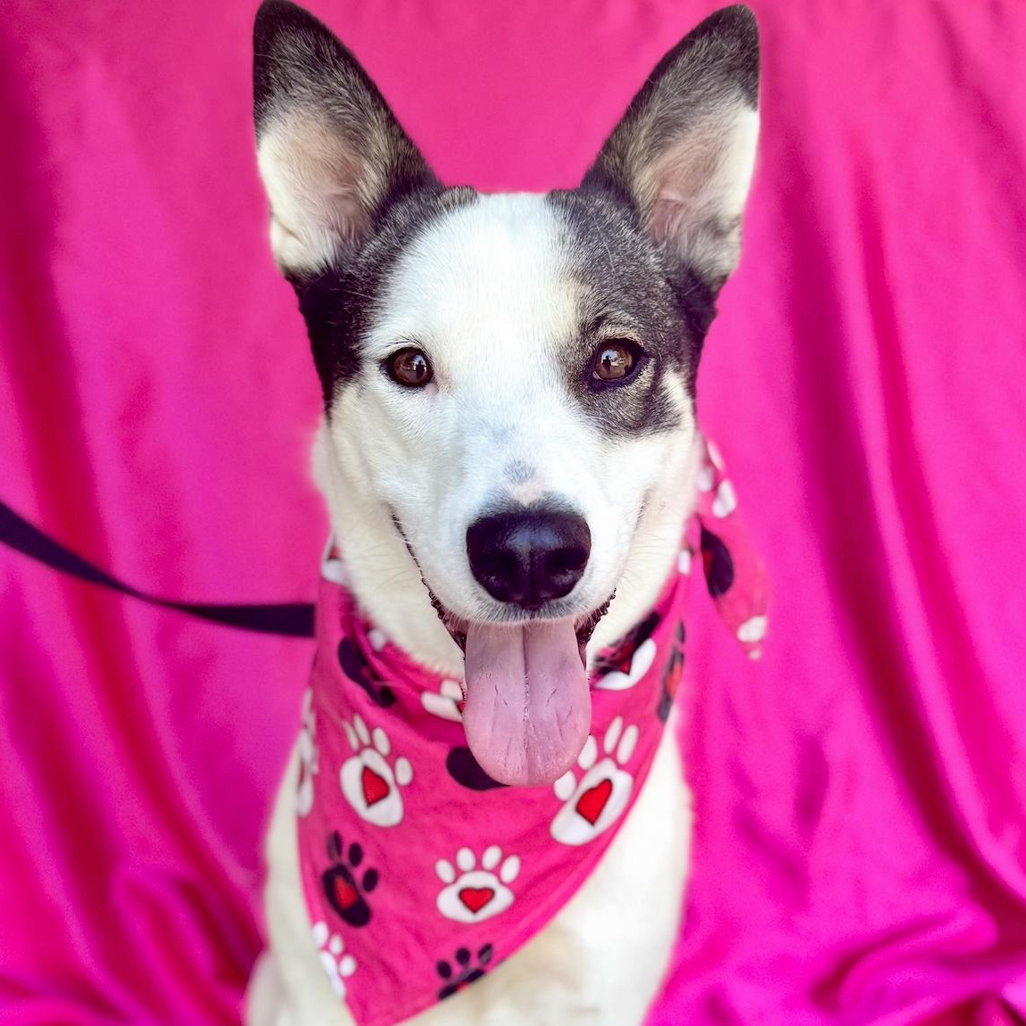 ALLY, a Adoptable mixed breed in Rowland Heights, CA image 1/6